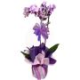 Лилава орхидея в саксия - Елегантен подарък, трайна красота